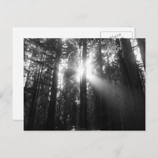 Redwood Forest Briefkaart (Voorkant / Achterkant)