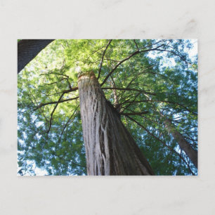 Redwood Forest - Californië Briefkaart