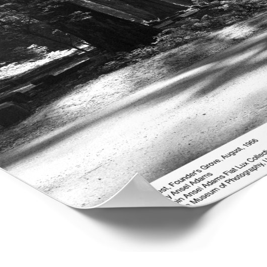 Redwood Forest, Founder's Grove, 1966 Poster (Hoek)