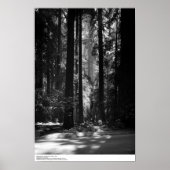 Redwood Forest, Founder's Grove, 1966 Poster (Voorkant)