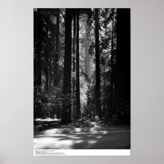 Redwood Forest, Founder's Grove, 1966 Poster (Voorkant)
