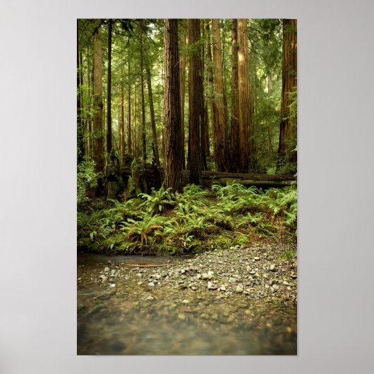 Redwood Forest Glen Poster (Voorkant)