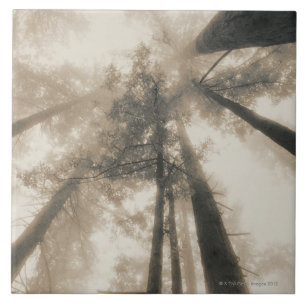 Redwood Forest, Noord-Californië Tegeltje