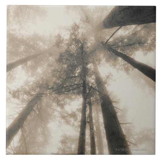 Redwood Forest, Noord-Californië Tegeltje (Voorkant)