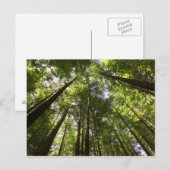 Redwood Forest, Rotorua, Nieuw-Zeeland 2 Briefkaart (Voorkant / Achterkant)