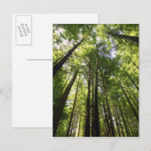 Redwood Forest, Rotorua, Nieuw-Zeeland Briefkaart (Voorkant / Achterkant)