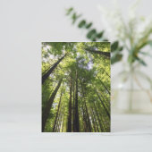 Redwood Forest, Rotorua, Nieuw-Zeeland Briefkaart (Staand voorkant)