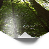 Redwood Forest, Rotorua, Nieuw-Zeeland Foto Afdruk (Hoek)