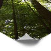 Redwood Forest, Rotorua, Nieuw-Zeeland Poster (Hoek)