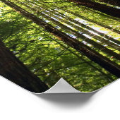 Redwood Forest, Rotorua, Nieuw-Zeeland Poster (Hoek)