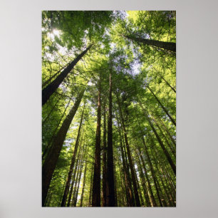 Redwood Forest, Rotorua, Nieuw-Zeeland Poster