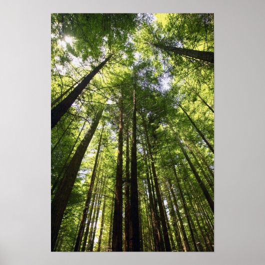 Redwood Forest, Rotorua, Nieuw-Zeeland Poster (Voorkant)