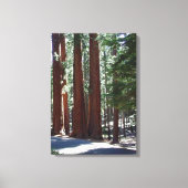 Redwood Forest Sequoia Tree Wall Art Canvas Afdruk (Voorkant)
