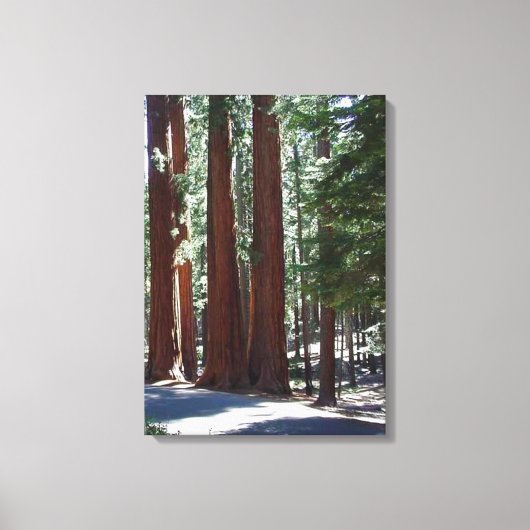 Redwood Forest Sequoia Tree Wall Art Canvas Afdruk (Voorkant)