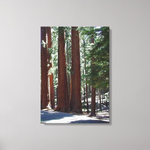 Redwood Forest Sequoia Tree Wall Art Canvas Afdruk