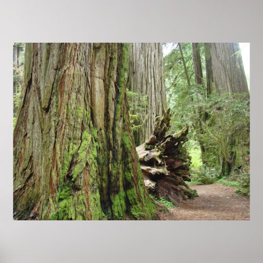 Redwood Forest Trees art prints California Redwood (Voorkant)