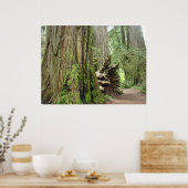 Redwood Forest Trees art prints California Redwood (Keuken)
