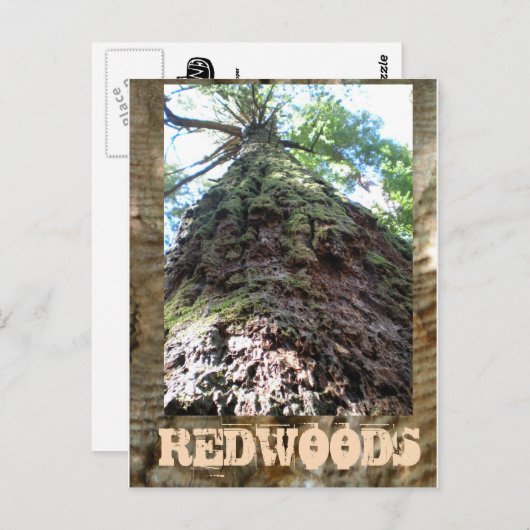 Redwood Giant Briefkaart (Voorkant / Achterkant)