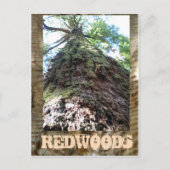 Redwood Giant Briefkaart (Voorkant)