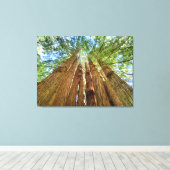 Redwood Grove Canvas Afdruk (Insitu (Houten vloer))