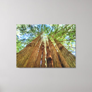 Redwood Grove Canvas Afdruk