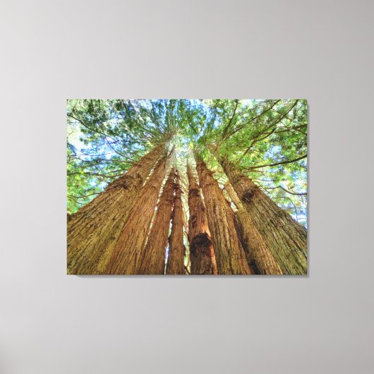 Redwood Grove Canvas Afdruk (Voorkant)