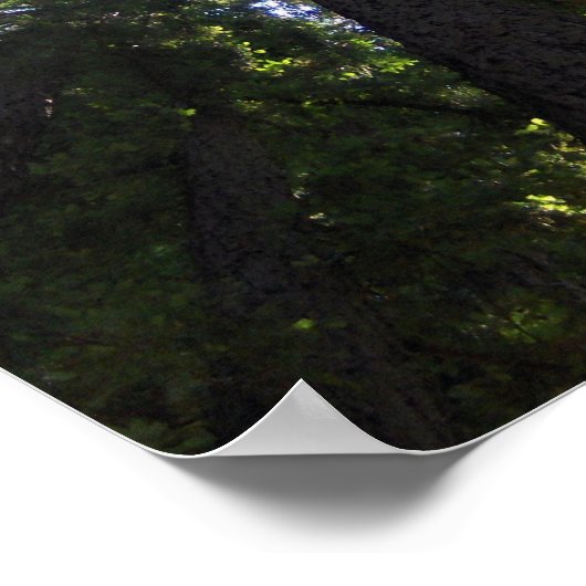 Redwood Grove Poster (Hoek)