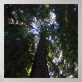 Redwood Grove Poster (Voorkant)