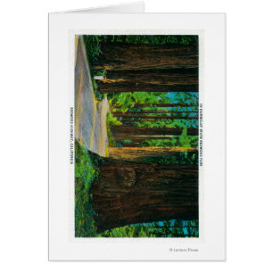 Redwood Highway in Humboldt State Redwood Park