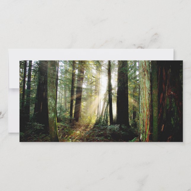 Redwood Morning (Voorkant)