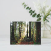 Redwood Morning Briefkaart (Staand voorkant)