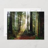 Redwood Morning Briefkaart (Voorkant / Achterkant)