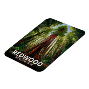 Redwood nationaal staatspark, kust Californië Magneet