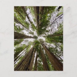 Redwood National and State Parks, Californië Briefkaart