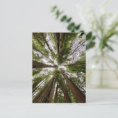 Redwood National and State Parks, Californië Briefkaart (Staand voorkant)