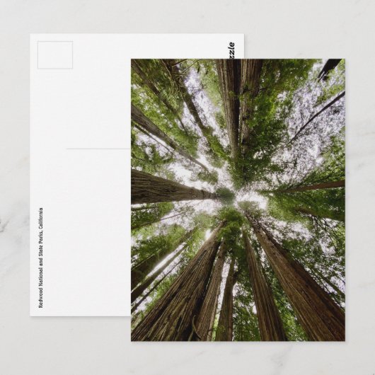 Redwood National and State Parks, Californië Briefkaart (Voorkant / Achterkant)
