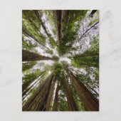 Redwood National and State Parks, Californië Briefkaart (Voorkant)