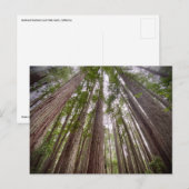 Redwood National and State Parks, Californië Briefkaart (Voorkant / Achterkant)