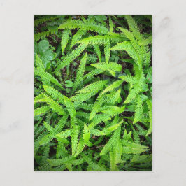 Redwood National and State Parks, Californië Briefkaart