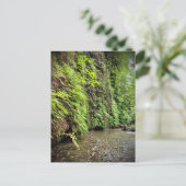 Redwood National and State Parks, Californië Briefkaart (Staand voorkant)