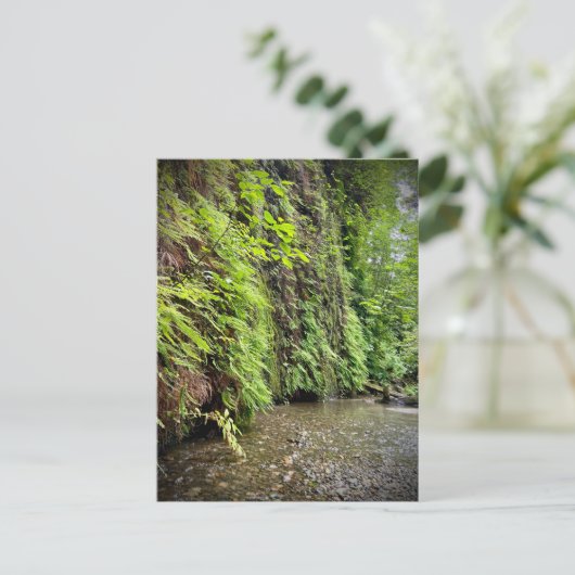 Redwood National and State Parks, Californië Briefkaart (Staand voorkant)