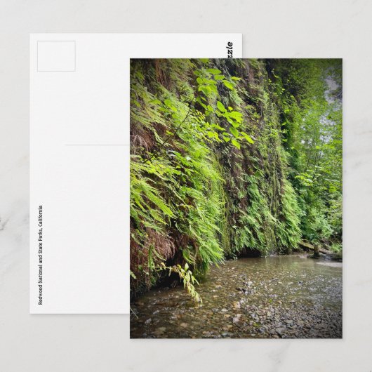 Redwood National and State Parks, Californië Briefkaart (Voorkant / Achterkant)