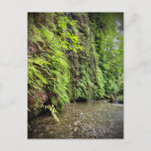 Redwood National and State Parks, Californië Briefkaart (Voorkant)