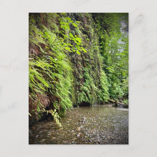 Redwood National and State Parks, Californië Briefkaart (Voorkant)