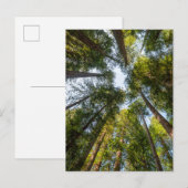 Redwood National and State Parks, Californië Briefkaart (Voorkant / Achterkant)