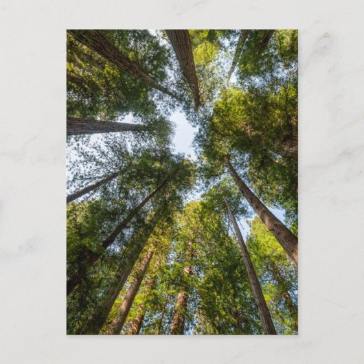 Redwood National and State Parks, Californië Briefkaart (Voorkant)
