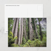 Redwood National and State Parks, Californië Briefkaart (Voorkant / Achterkant)