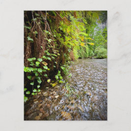 Redwood National and State Parks, Californië Briefkaart