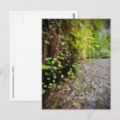 Redwood National and State Parks, Californië Briefkaart (Voorkant / Achterkant)