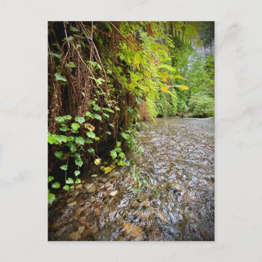 Redwood National and State Parks, Californië Briefkaart (Voorkant)